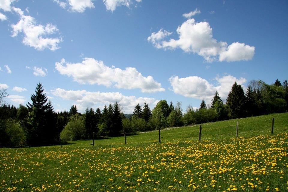 Auberge De La Perdrix Hauterive-la-Fresse Esterno foto